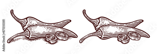 Hand Drawn Chili Pepper, Line Art Engraving Style Vector Illustration