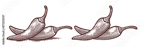 Hand Drawn Chili Pepper, Line Art Engraving Style Vector Illustration
