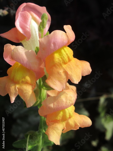 Zbliżenie na kwiaty rośliny z gatunku Antirrhinum majus photo