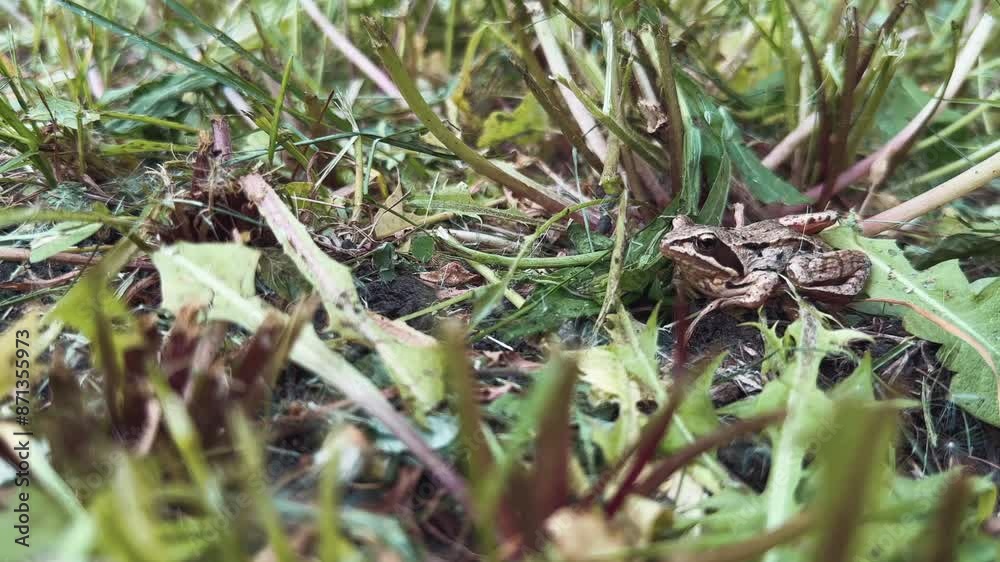 frog perfectly camouflaged in its natural grass shelter. frog perfectly camouflaged in its natural grass shelter.