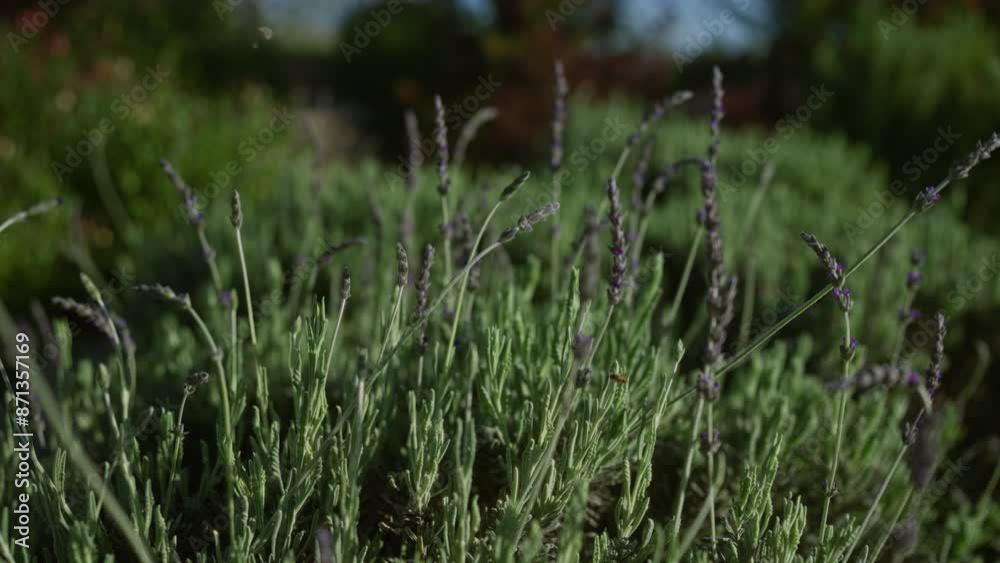 Close-up of lavender plants in an outdoor garden in puglia, italy, showcasing their green foliage and purple flowers in natural sunlight. Close-up of lavender plants in an outdoor garden in puglia, italy, showcasing their green foliage and purple flowers in natural sunlight.