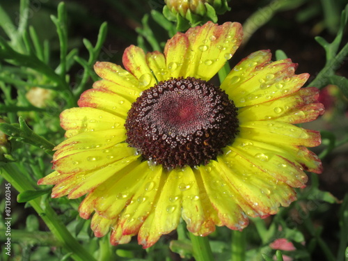 Zbliżenie na kwiat rośliny z gatunku Chrysanthemum carinatum