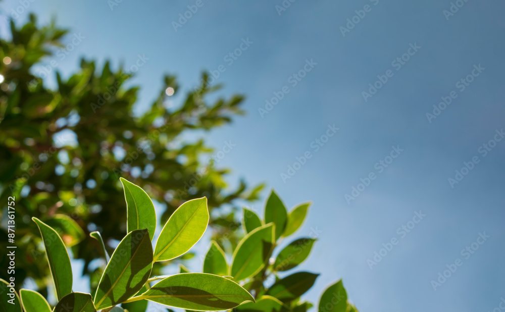 Fototapeta premium Background blue sky and leaves Sky and leaves background, close- up