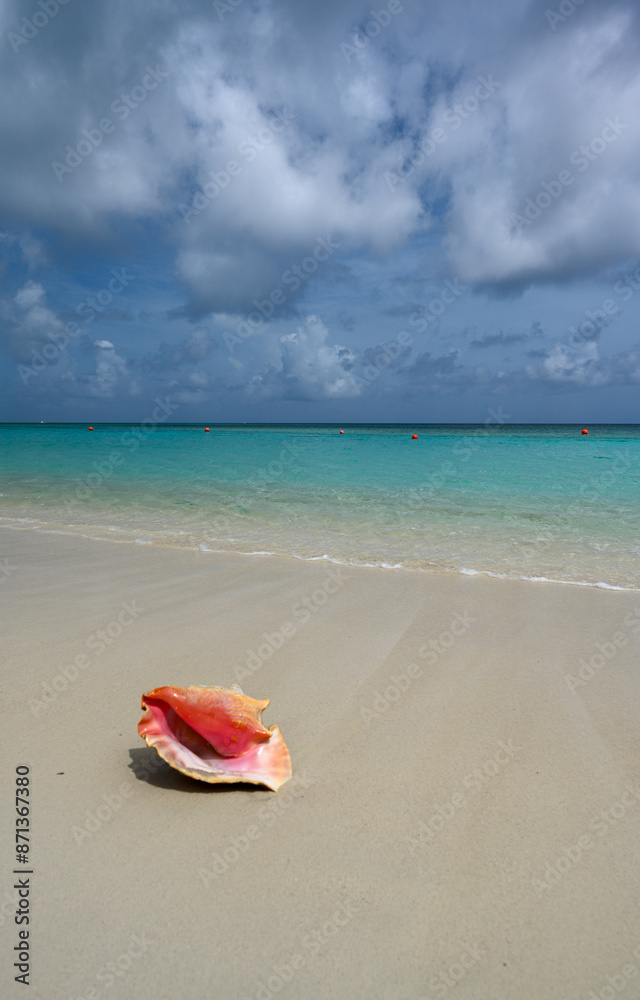 Conch shell on a Caribbean beach Conch shell on a Caribbean beach