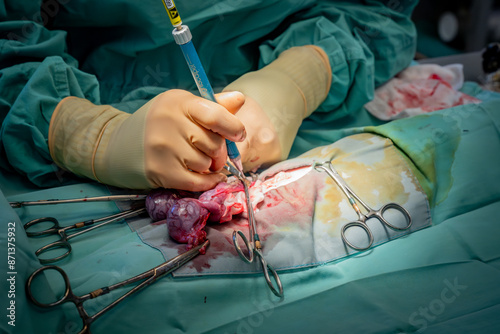 Bilde på lerret Veterinarian doing surgery
