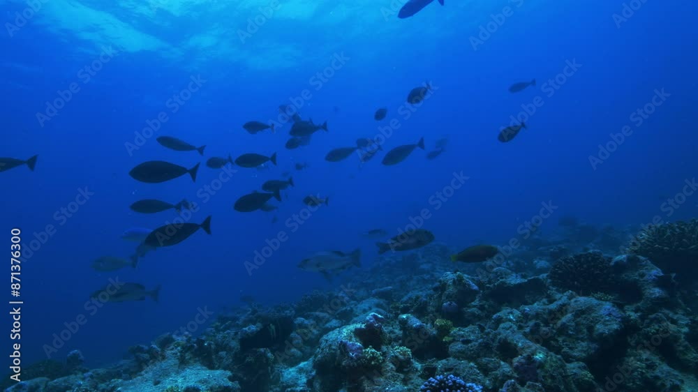A beautiful underwater landscape fully of shcoolinh fish of all size and colours under the bright tropical sun. A beautiful underwater landscape fully of shcoolinh fish of all size and colours under the bright tropical sun.