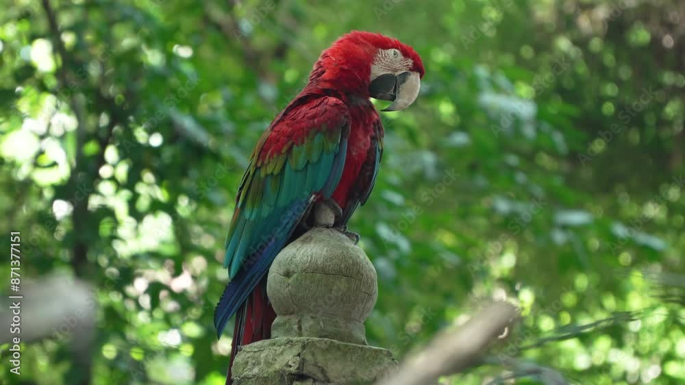 Sleepy Green-Winged Macaw (Ara chloropterus) Closing Eyes Sittig on Stony Post Against Green Trees Foliage in Bali Rainforest Sleepy Green-Winged Macaw (Ara chloropterus) Closing Eyes Sittig on Stony Post Against Green Trees Foliage in Bali Rainforest
