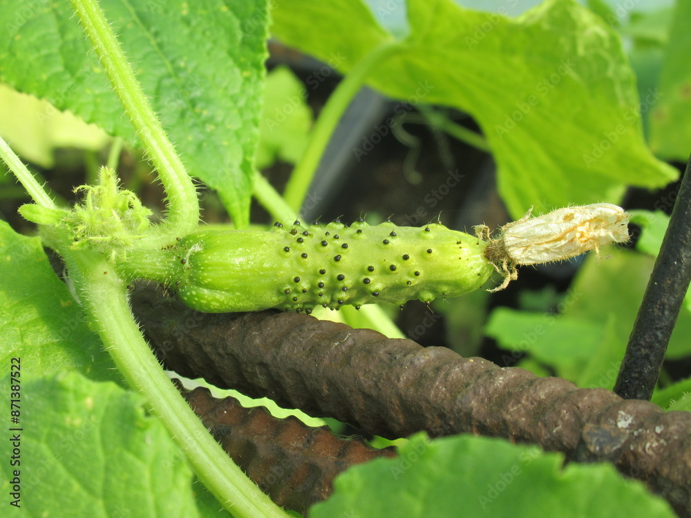 Fototapeta premium Zbliżenie na młode ogóreczki na krzaku