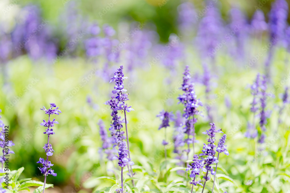 Closeup and crop Blue Salvia flowers in garden and natural blurred background. Closeup and crop Blue Salvia flowers in garden and natural blurred background.
