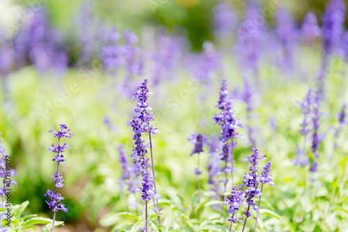 Closeup and crop Blue Salvia flowers in garden and natural blurred background.