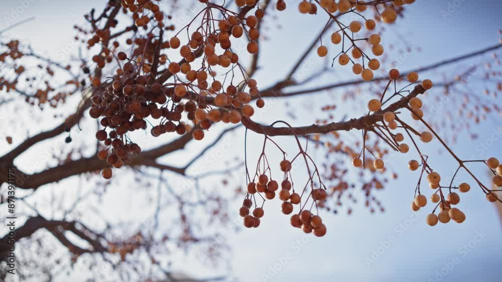 Close-up of melia azedarach berries against a clear blue sky in murcia, spain, depicting nature and seasonal change. Close-up of melia azedarach berries against a clear blue sky in murcia, spain, depicting nature and seasonal change.