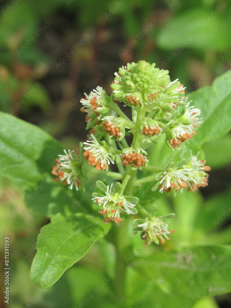 Zbliżenie na kwiat rośliny z gatunku Reseda odorata Zbliżenie na kwiat rośliny z gatunku Reseda odorata