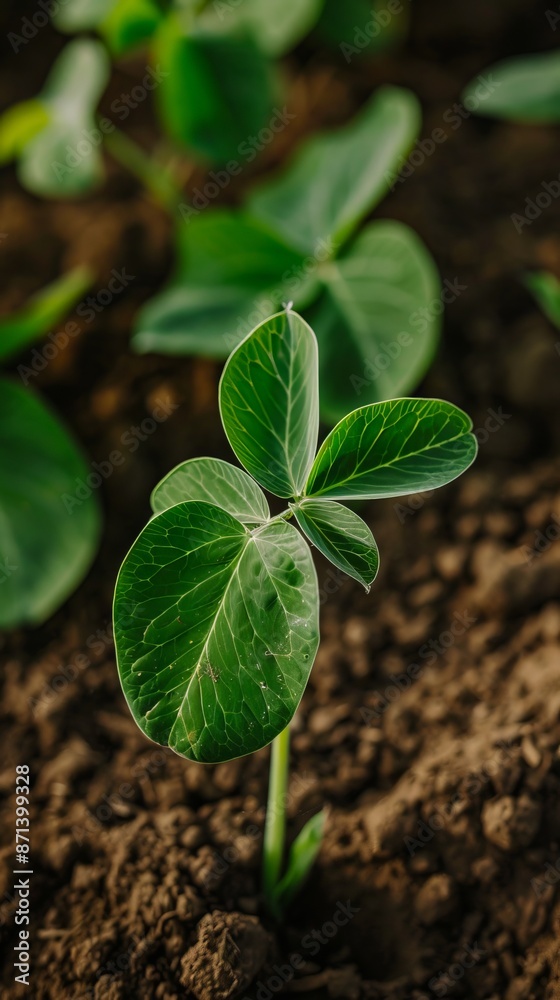 A small plant sprouting from the ground. A small plant sprouting from the ground.