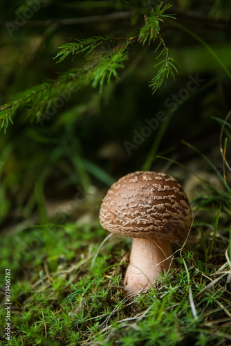 View of mushroom in forest,...