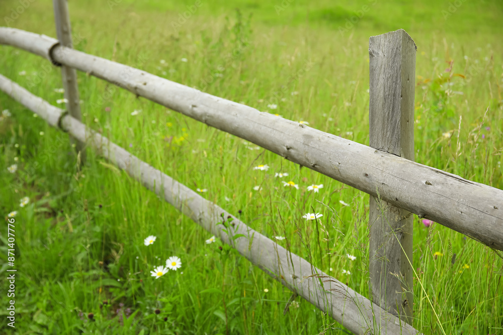 Fototapeta premium Wooden fence with chamomile flowers and green grass in meadow, closeup