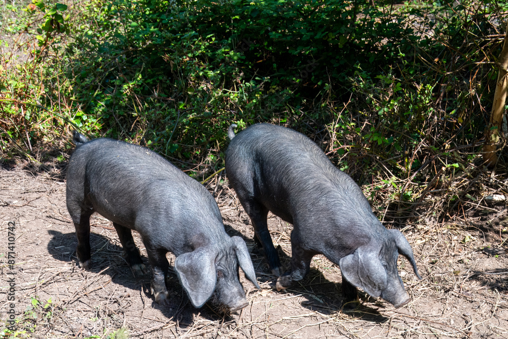 two cute black piglets and their shadows in the summer sunshine two cute black piglets and their shadows in the summer sunshine