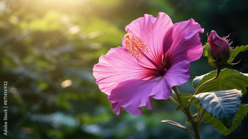 Obraz premium contrast hibiscus purple flower