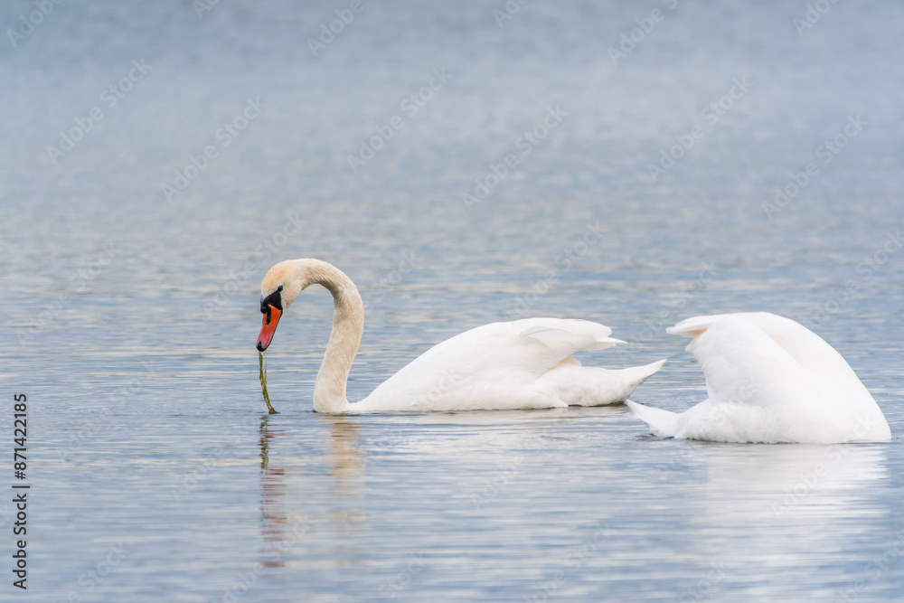 Two Graceful white Swans swimming in the lake, swans in the wild Two Graceful white Swans swimming in the lake, swans in the wild