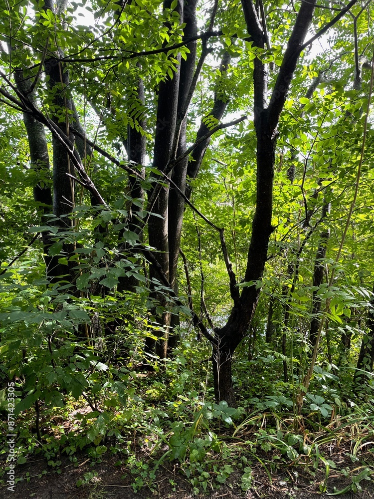 Fototapeta premium Trees in a Park