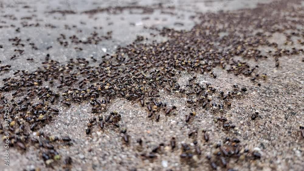 Close-up of migrating ants on the forest floor, small ants walking on the ground in a national park, selective focus.