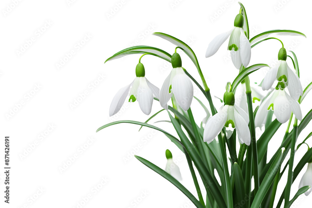 Fototapeta premium spring snowdrop flowers isolated on transparent background