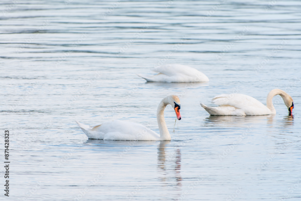 Fototapeta premium Graceful white Swans swimming in the lake, swans in the wild
