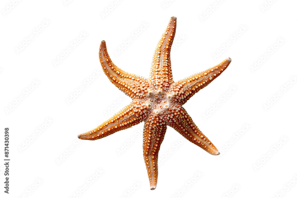 starfish isolated on transparent background starfish isolated on transparent background
