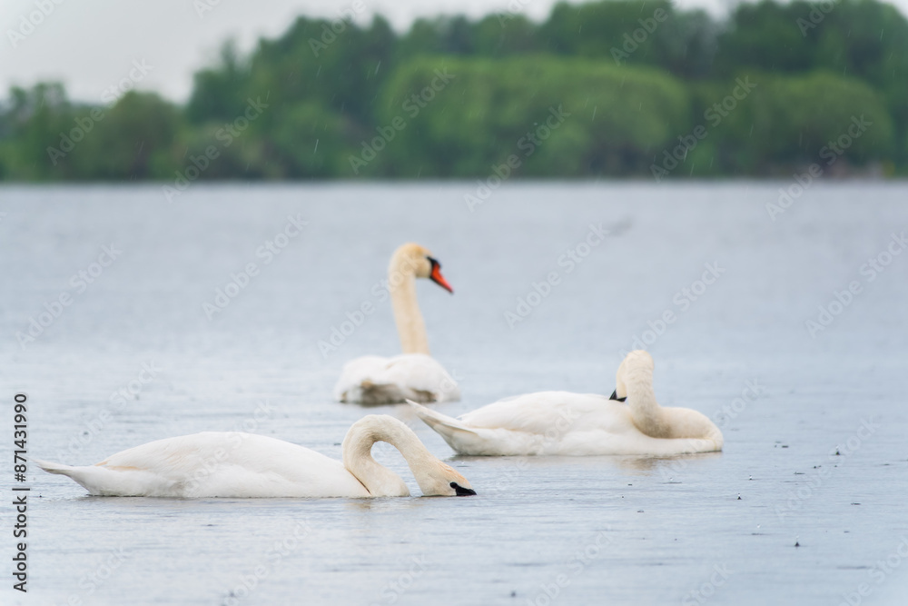 Three graceful white swans swims in the lake, swans in the wild. Three graceful white swans swims in the lake, swans in the wild.