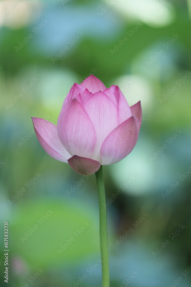 opening pink lotus in hot summer in rain in hong kong university of lily pond opening pink lotus in hot summer in rain in hong kong university of lily pond