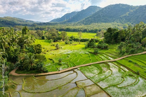 Green rice paddy field in Sri Lanka. A countryside farmland landscape