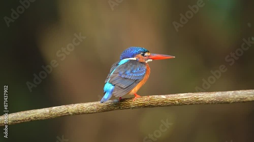 Adorable Close up Blue-eared kingfisher bird perching on the tree branch. Side view photo