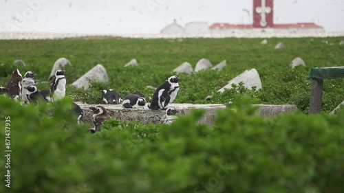 Critically endangered African penguins molting on the pristine sealife reserve of Bird Island in Algoa Bay, South Africa.