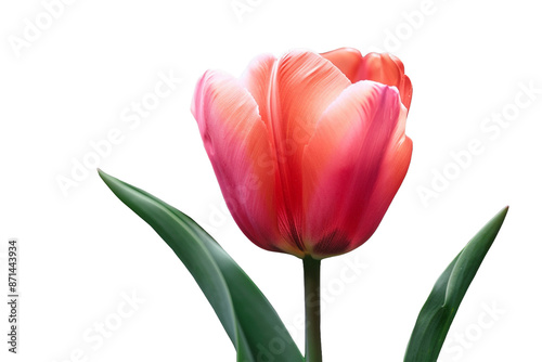 tulip isolated on transparent background