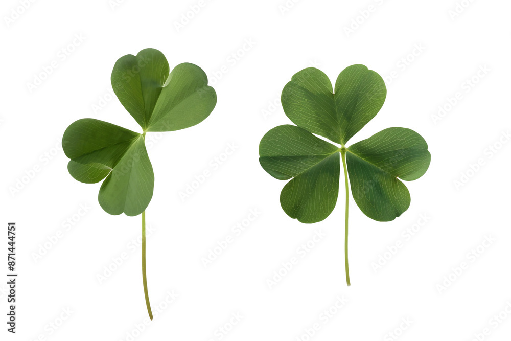two leaf clover isolated on transparent background two leaf clover isolated on transparent background