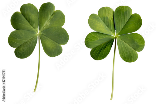 two leaf clover isolated on transparent background 