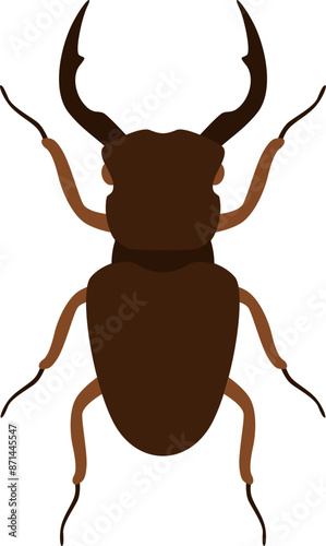 Beetle illustration