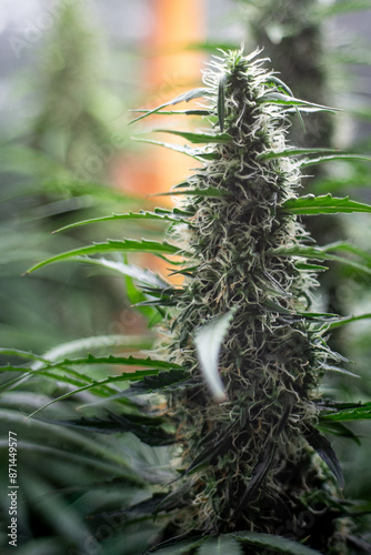 Cannabis Flower photo