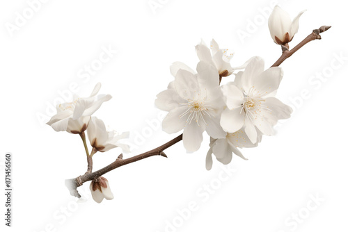 white flower stalk watercolor isolated on transparent background