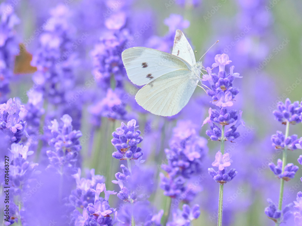 Naklejka premium モンシロチョウとラベンダー畑 / Lavender fields with Small White