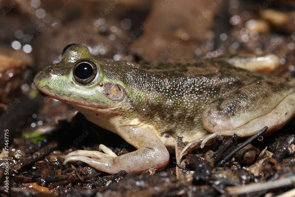Dahl's aquatic frog (Litoria (Ranoidea) dahlii) Dahl's aquatic frog (Litoria (Ranoidea) dahlii)