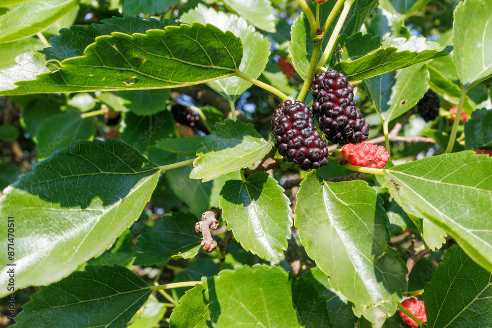 Fresh organic mulberry fruit, mulberry fruit ripe on a tree branch. Close-up Fresh organic mulberry fruit, mulberry fruit ripe on a tree branch. Close-up
