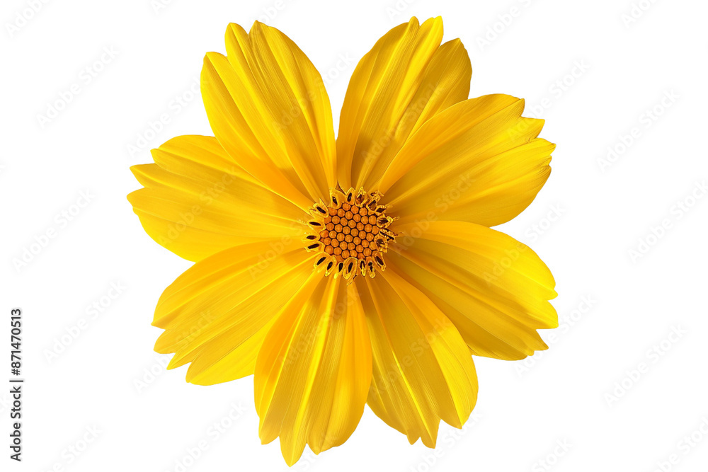 yellow flower isolated on transparent background yellow flower isolated on transparent background