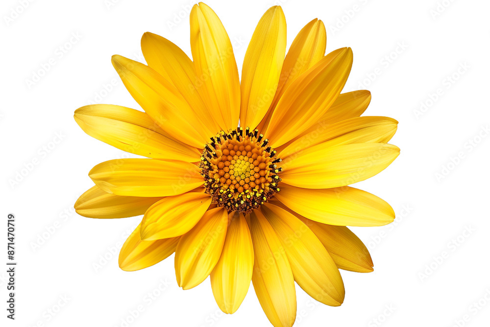 yellow flower isolated on transparent background yellow flower isolated on transparent background