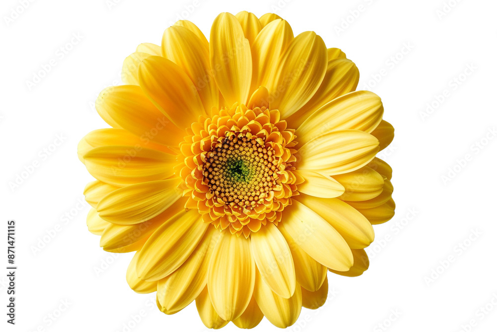 yellow flower isolated on transparent background yellow flower isolated on transparent background