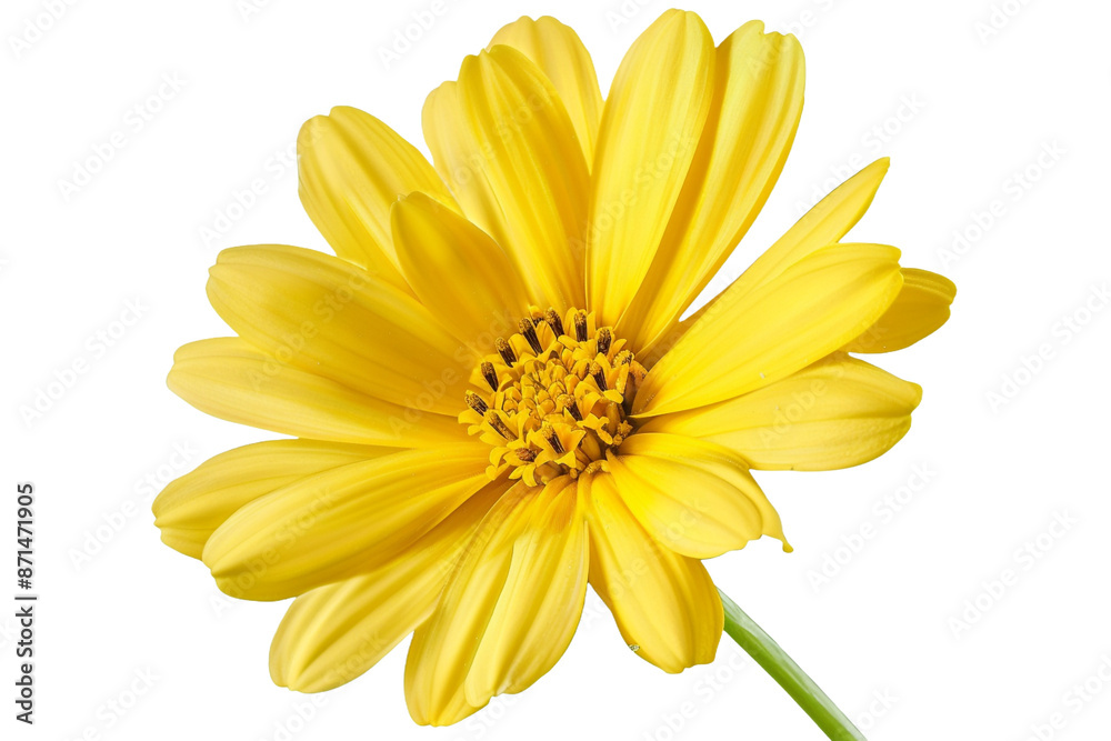 yellow flower isolated on transparent background yellow flower isolated on transparent background