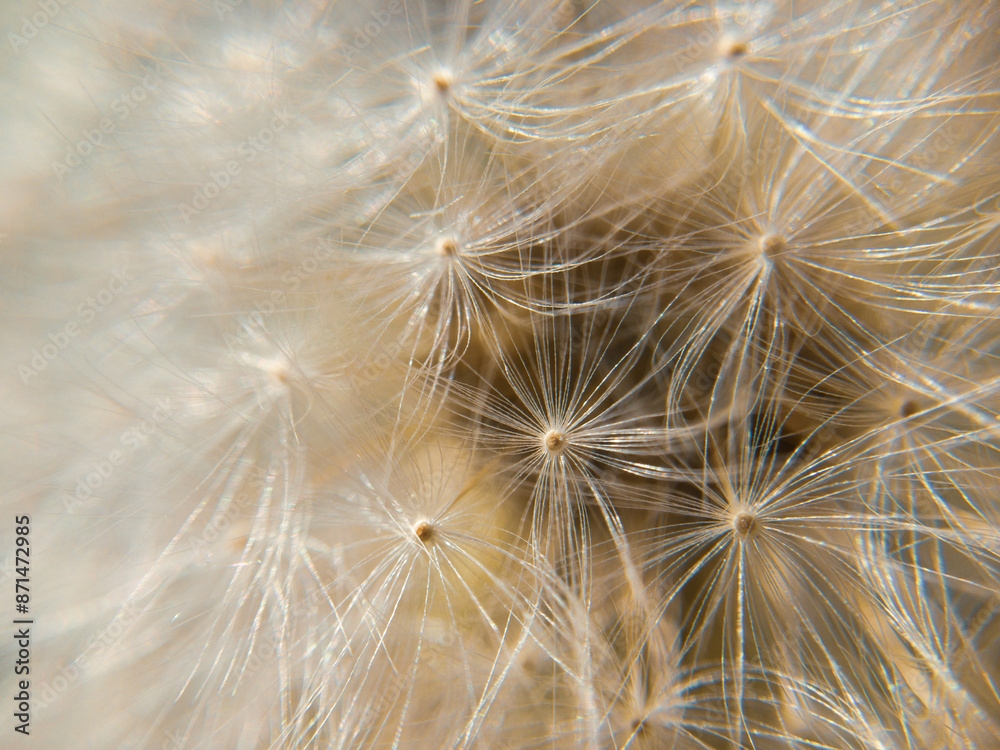 Close up macro shot of a big dandelion.