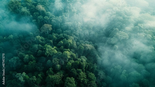 An aerial photograph showcasing the ethereal beauty of mist flowing over a dense, pristine rainforest canopy. The image evokes a sense of tranquility and mystery © Ilia Nesolenyi