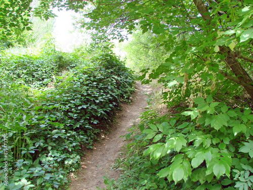 The path that descends from the hill on both sides of thickets of young periwinkle into the cool lowland of another ravine. photo