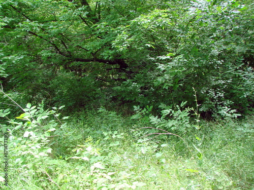 A landscape of a sunny meadow at the foot of steppe trees that hide a pleasant shade and coolness. photo