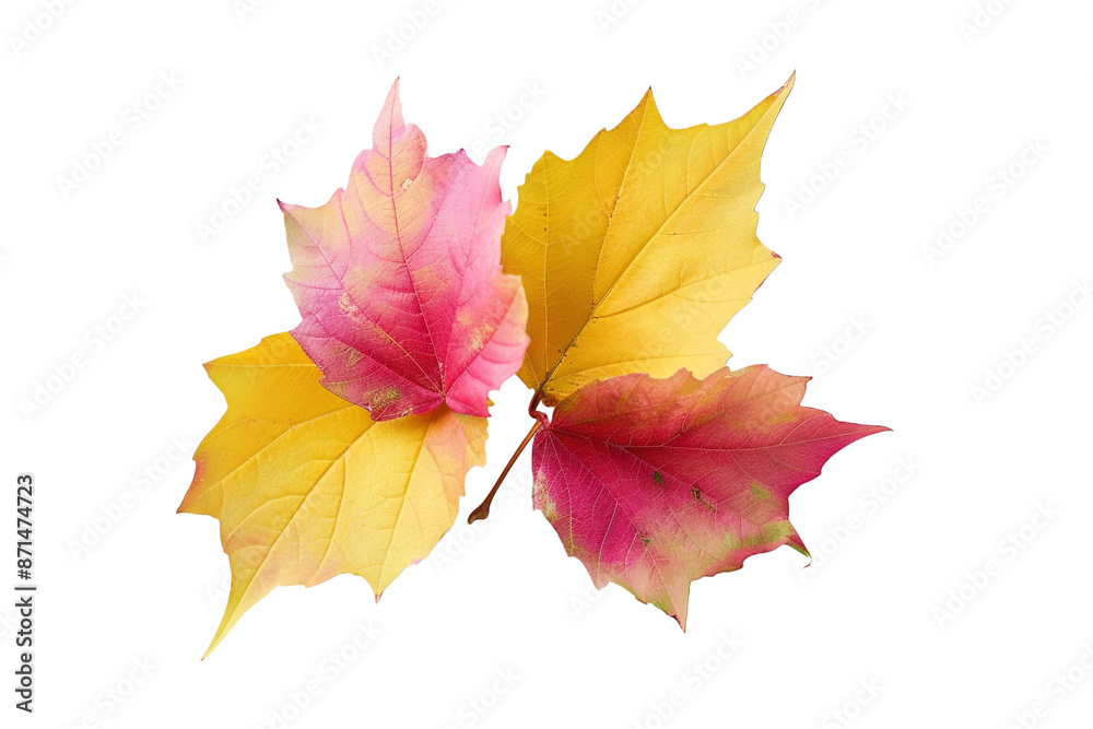 yellow pink autumn leaves isolated on transparent background yellow pink autumn leaves isolated on transparent background